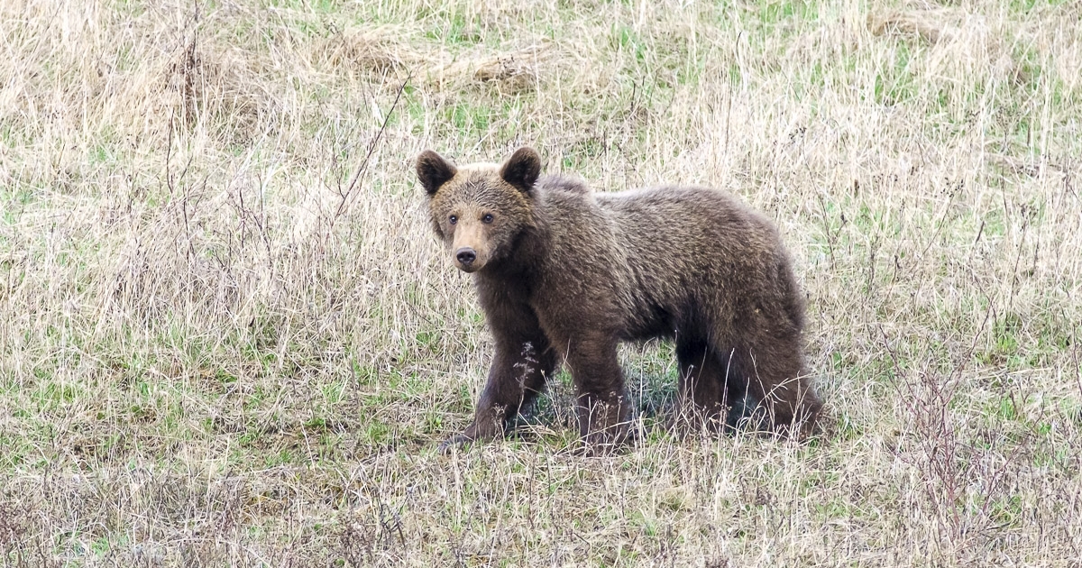 Medve jár éjjelente az állatkertben, egy őzet megölt